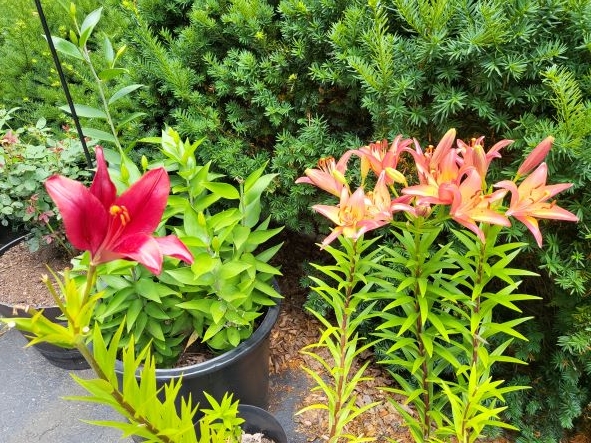 Asiatic Lilies red resized.jpg