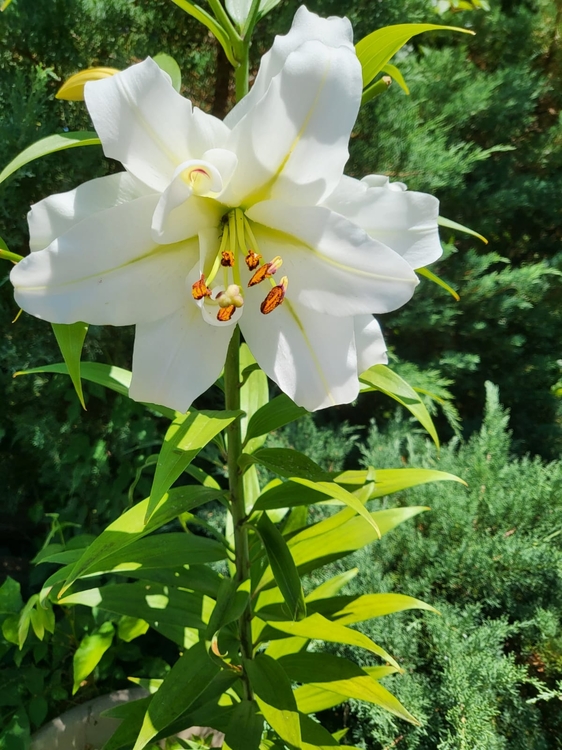 Asiatic Lily white.jpg